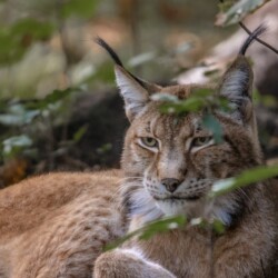 Lynx lynx