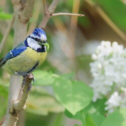 Heupe gibf grüme Raupe