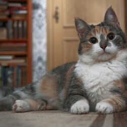 Ihre Majestät Sofie