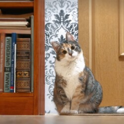 Liest du mir was vor?