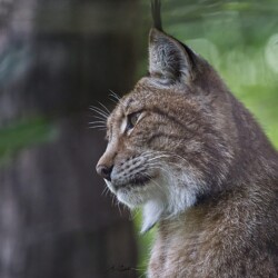 Eurasischer Luchs (Lynx lynx)