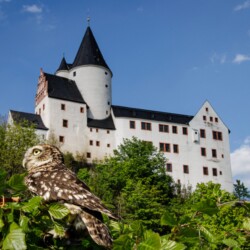 Minerva mit Schloss Schwarzenberg